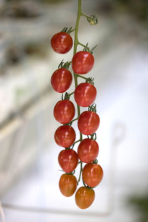 Tomato_Devoured_3