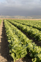 Lettuce_SV2988LG_CA_0027