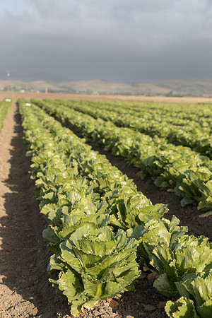 Lettuce_SV2988LG_CA_0027