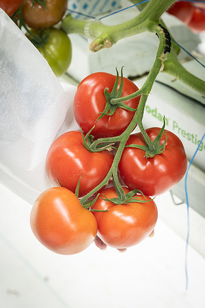 Tomatoes_DRTH1053_13