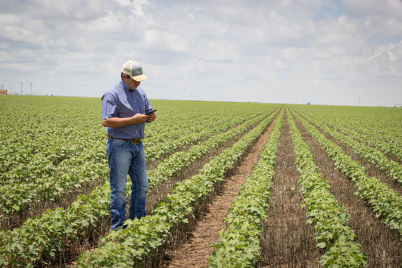 RRXCottonTexas_cdp_5416