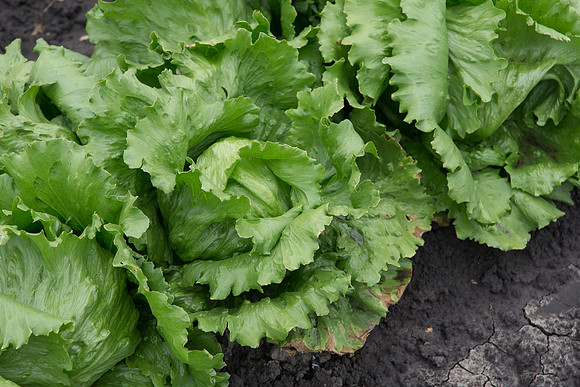 Lettuce_Sahara_MX_0016