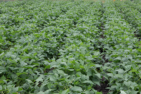 GreenBean_Sybaris_MX_0013