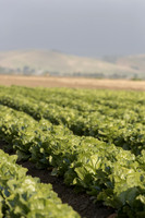 Lettuce_SV2988LG_CA_0038
