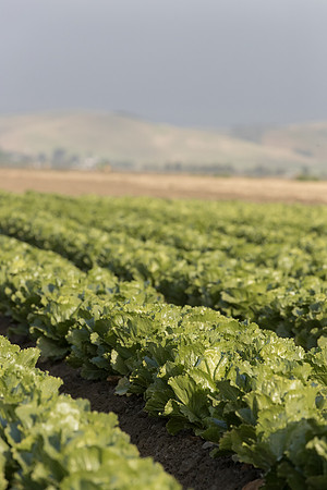 Lettuce_SV2988LG_CA_0038