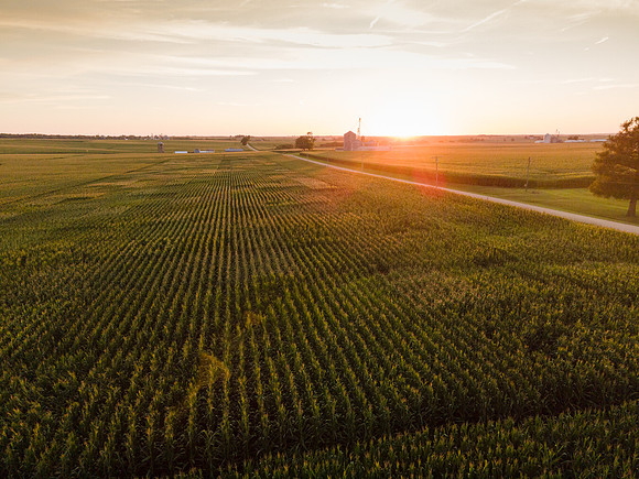 Syngenta__ShannonIL2020_45