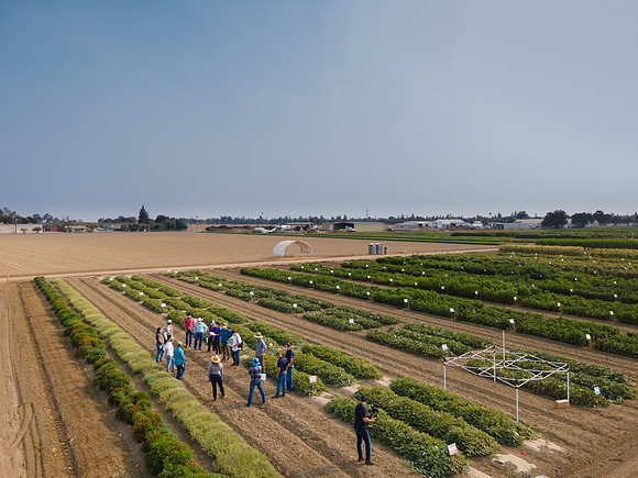 Seminis2021_Woodland_1