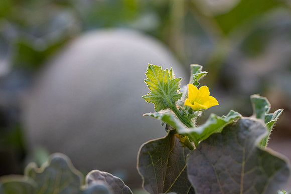 Seminis2021_AZ_957