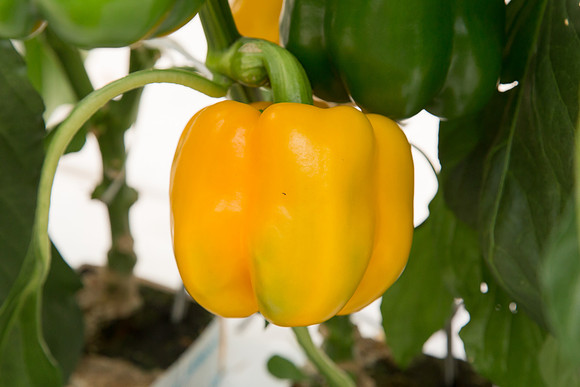 BellPepper_Striker_MX_0030