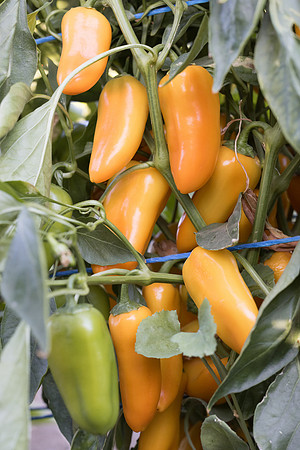 Pepper_Tapuni_29