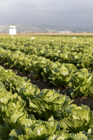 Lettuce_SV2988LG_CA_0067