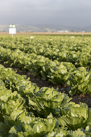 Lettuce_SV2988LG_CA_0067