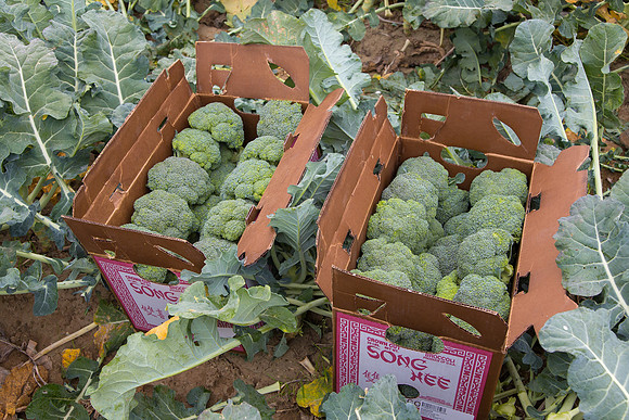 Broccoli_Harvest_CA_0033