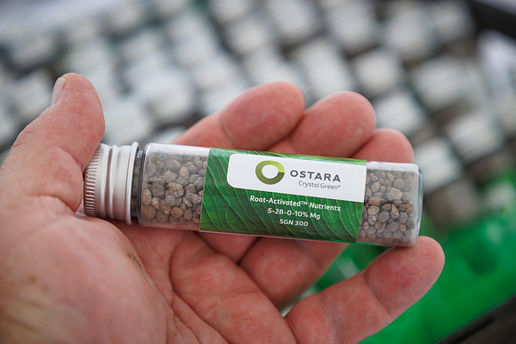 Ostara_cdp_22