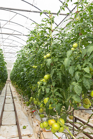 Tomato_Terero_MX_0026