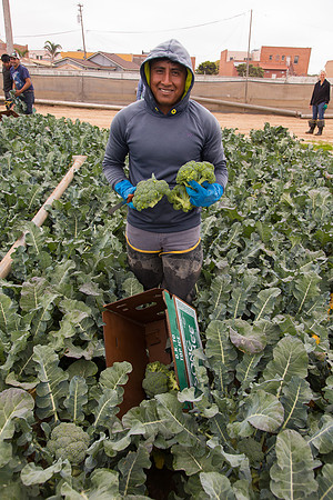 Broccoli_Harvest_CA_0011