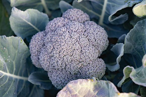 Stratosphere_Brocolli_26