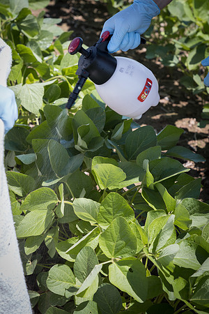 NL_Soybeans_072319_Carbondale_82