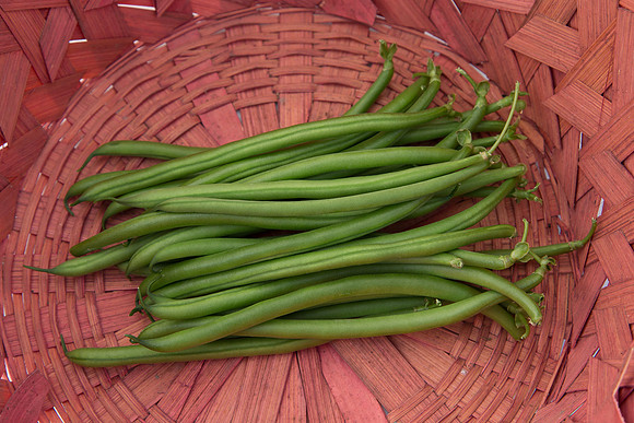 GreenBean_Giolli_MX_0047