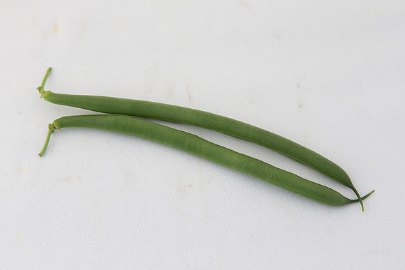 GreenBean_Sybaris_MX_Group_0009