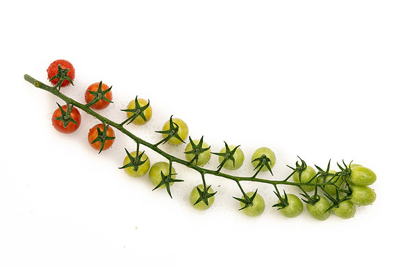 Tomatoes_DRTH8100_17