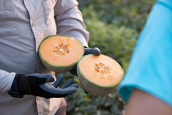 Seminis2021_AZ_262