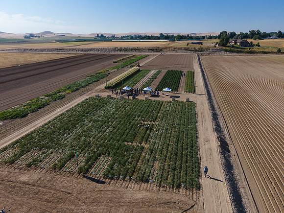 Seminis2022_Idaho_2376