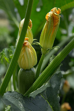 Squash_Adelita_MX_0030
