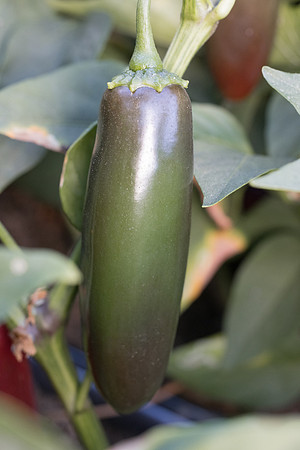 Pepper_Aviator_20