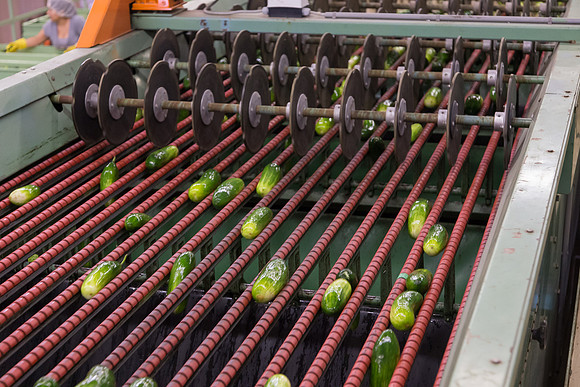 PicklingCucumber_Vlaspik_Processing_MI_0268