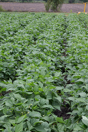 GreenBean_Sybaris_MX_0009