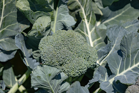 Stratosphere_Brocolli_37