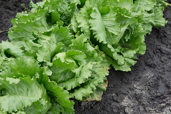 Lettuce_Sahara_MX_0014