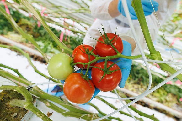Tomato_Prodice_32