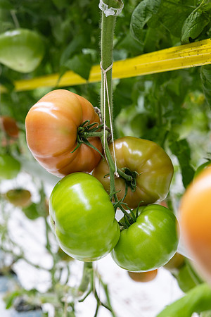 Tomatoes_DRTH5069_14