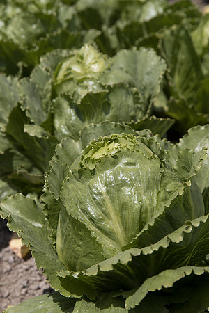Lettuce_SV2988LG_CA_0108