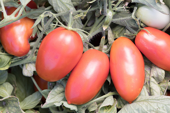 Tomato_N6485_29