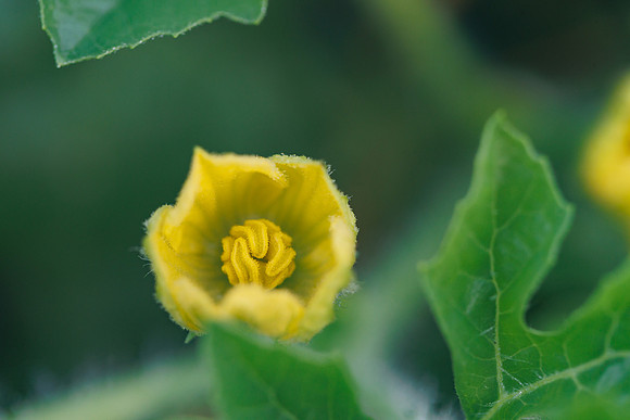 Seminis2022_FL_JEM_3020
