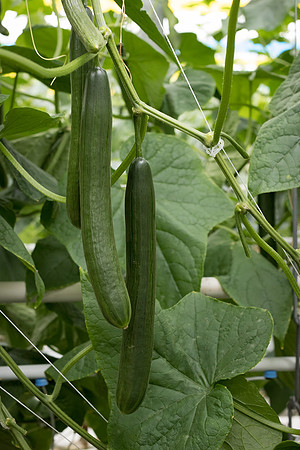 Cucumber_Georgia_10