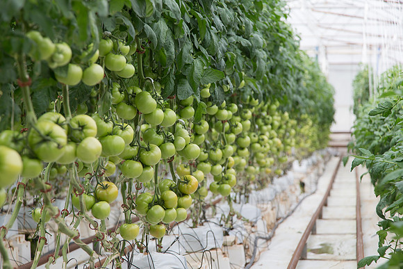 Tomato_Terero_MX_0091