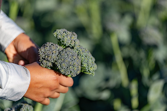 Sibsey_Broccoli_40