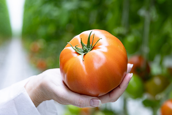 Tomatoes_DRTH5060_24
