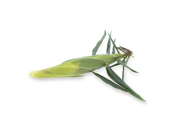 SweetCorn_SVSA0313_5