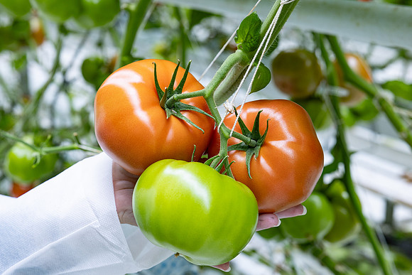 Tomatoes_DRTH5060_12