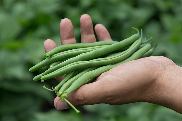 GreenBean_Sybaris_MX_0018