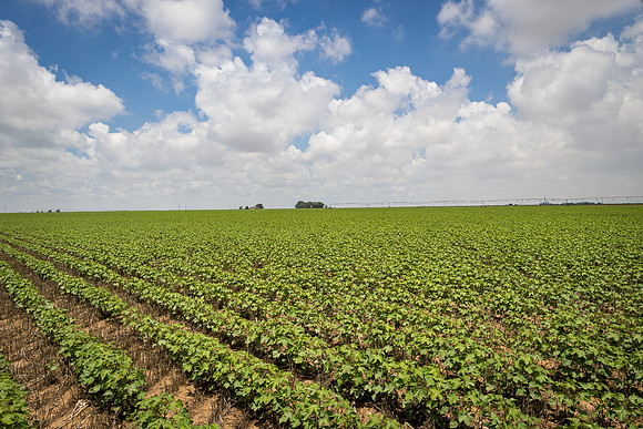 RRXCottonTexas_cdp_5474