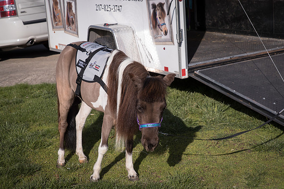 AmericasFarmers_HeartlandMiniHorses_435