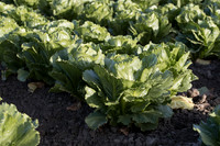 Lettuce_SV2988LG_CA_0025