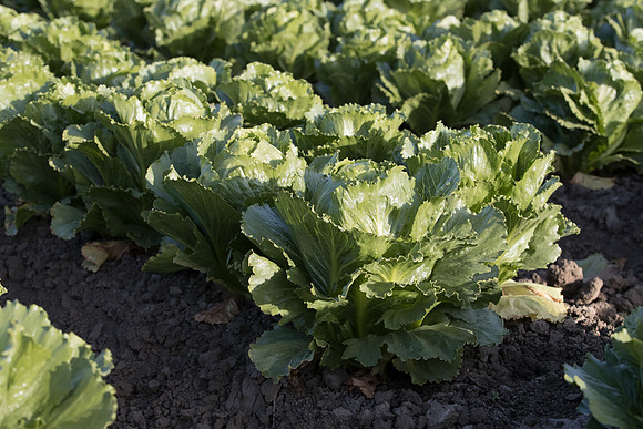 Lettuce_SV2988LG_CA_0025
