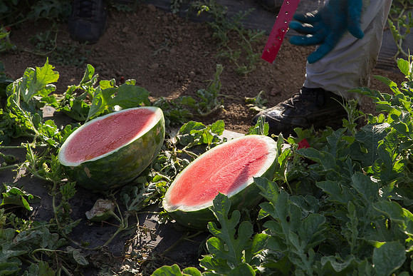 Watermelon_SV3105WA_CA_0010